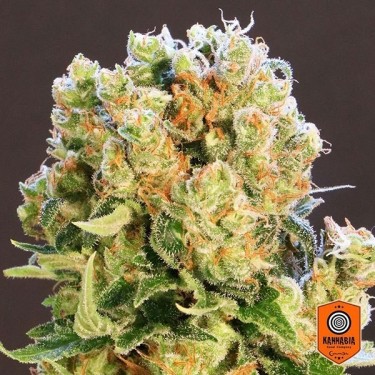 Diesel Glue variedade feminizada de Kannabia - GB The Green Brand
