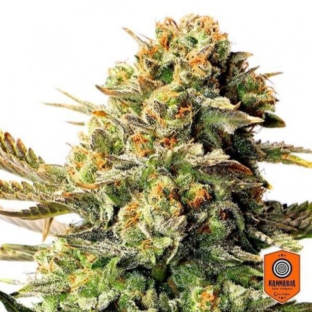 Planta de maconha de boneca russa