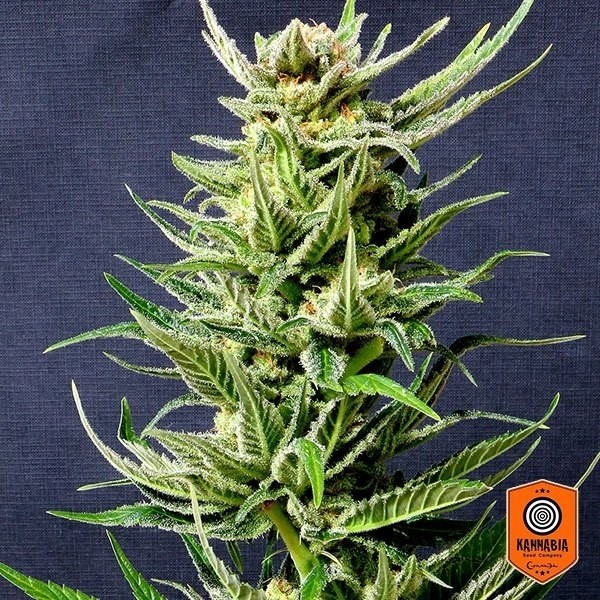 View Planta de maconha de Karibbean Mango