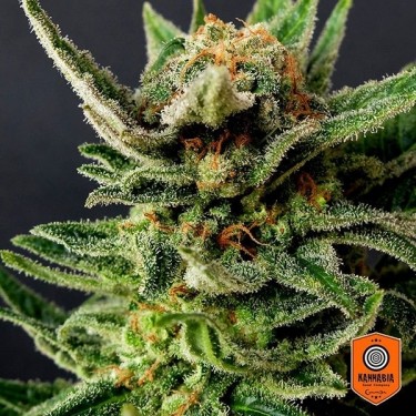 Gypsy Kush de Kannabia Sementes Feminizada - GB The Green Brand