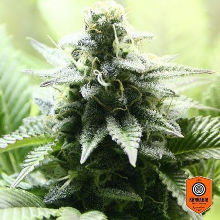 Kannabia Sementes apresenta Indica Cream - GB The Green Brand