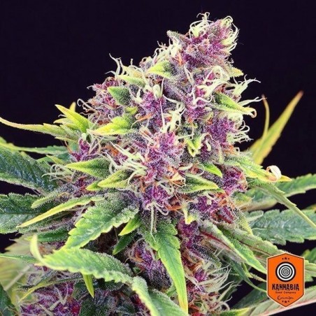 Purple Kush feminizado de Kannabia Seeds - GB The Green Brand