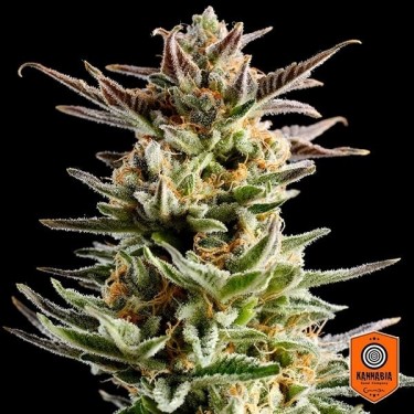 Grande Banda de Kannabia Sementes feminizadas - GB The Green Brand