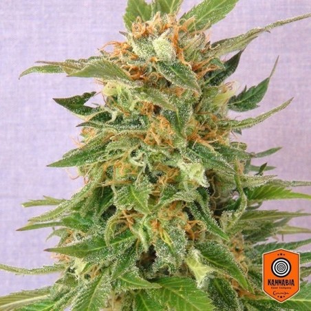Ginger Punch carro de Kannabia Seeds - GB The Green Brand