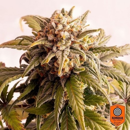 Boom Speedy Auto-floramento Sementes autoflorescentes Kannabia Seeds - GB The Green Brand