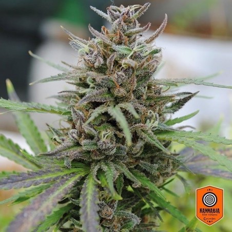 Baby Boom Auto fem. da Kannabia Seeds - Grow Barato