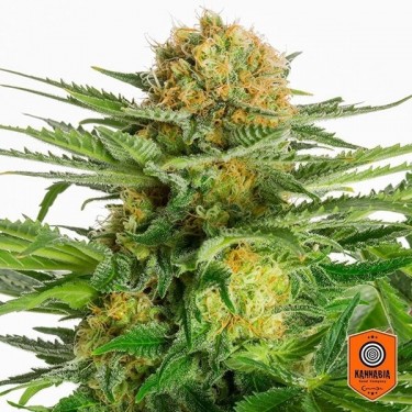 Branco Domina de Kannabia Sementes feminizada - GB The Green Brand