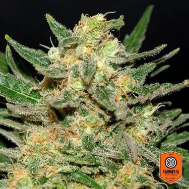 Thai Fantasy Marijuana Plante