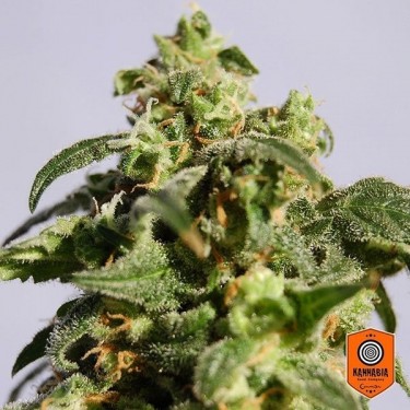 Skunk+ de Kannabia Sementes feminizadas - GB The Green Brand