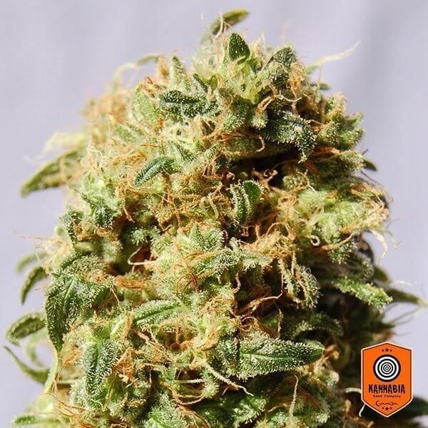 View A Rainha da África aka Kaboom Kannabia Seeds - GB The Green Brand