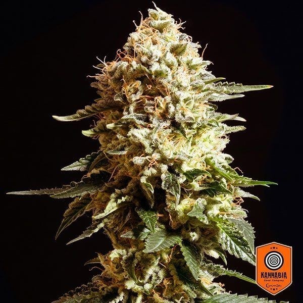 View O Branco de Kannabia Sementes feminizado - GB The Green Brand