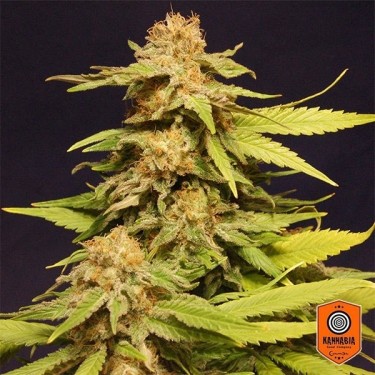 Big Bull de Kannabia Sementes feminizada - GB The Green Brand