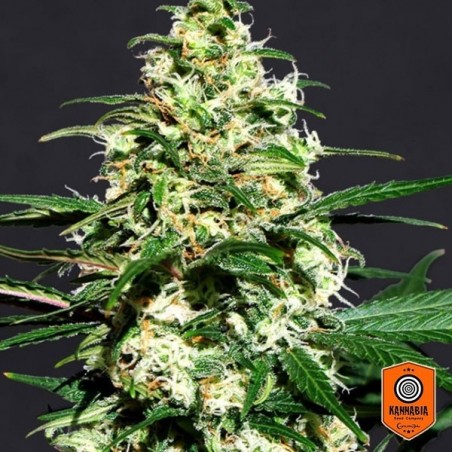 Amnesi K por Kannabia Sementes 100% Feminizada - GB The Green Brand