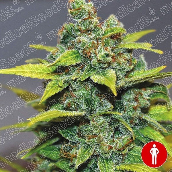 View Banana Zkittlez sementes de Sementes Médicas - GB The Green Brand