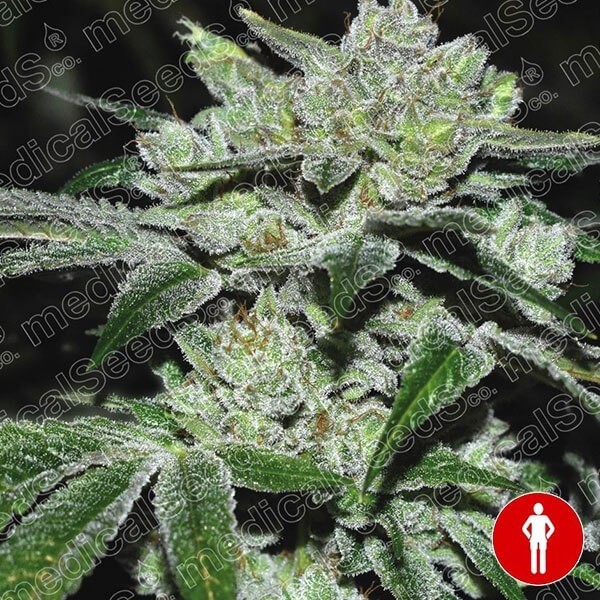 View Planta de maconha Sour Glue
