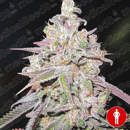 Mendocino Chanel Kush de Sementes Médicas - GB The Green Brand