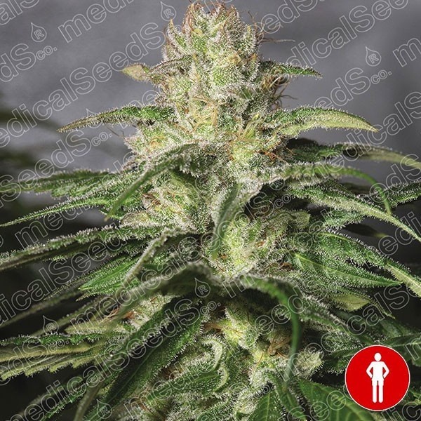 View OG Kush CBD Medical Seeds 100% feminizado - GB The Green Brand