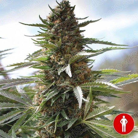 Sobre Dawg Medical Seeds 100% feminizado - GB The Green Brand