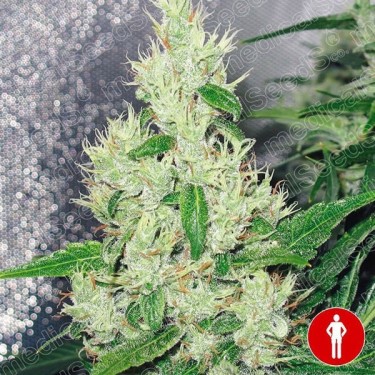 ▷ Comprar e sementes médicas gregas feminizadas - GB The Green Brand