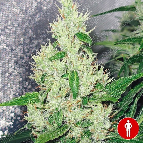 View ▷ Comprar e sementes médicas gregas feminizadas - GB The Green Brand