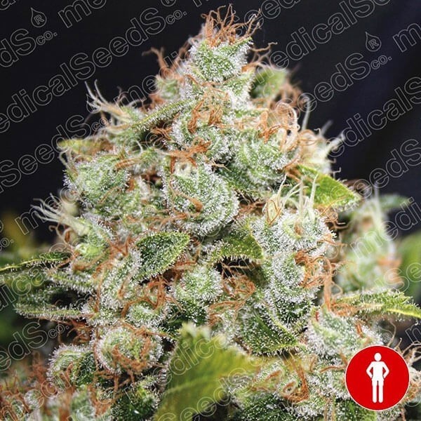 View BCN Sour Diesel Sementes Médicas feminizadas - GB The Green Brand