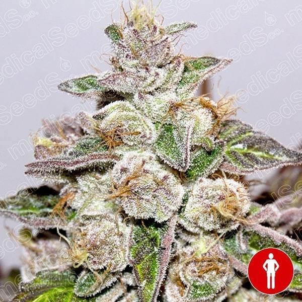 View Mendocino Purple Kush