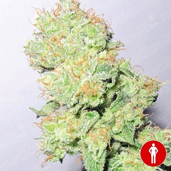 View E grita planta de marijuana CBD
