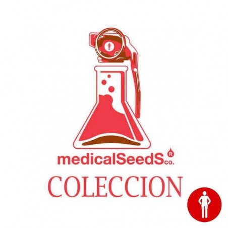 Medical Seeds Feminizada Coleção 1 - GB The Green Brand