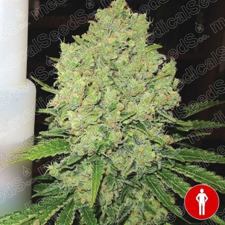 Prozack of Medical Sementes feminizadas - GB The Green Brand