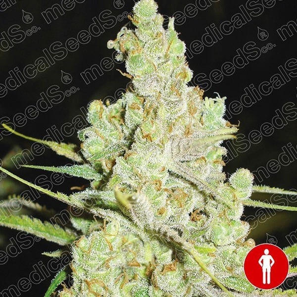 1024 Medical Seeds sementes feminizadas - GB The Green Brand