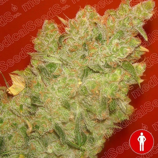 View Jack the Mota of Medical Seeds feminized - GB The Green Brand