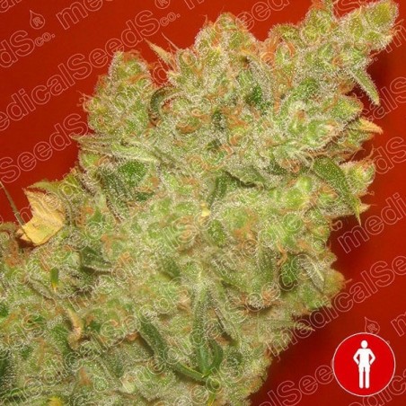 Jack the Mota of Medical Seeds feminized - GB The Green Brand