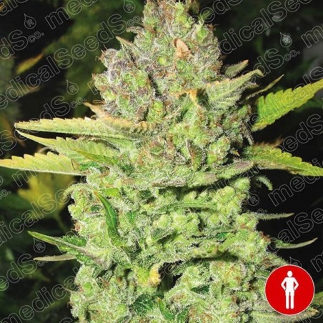 Devil Fruit of Medical Seeds feminized - GB The Green Brand
