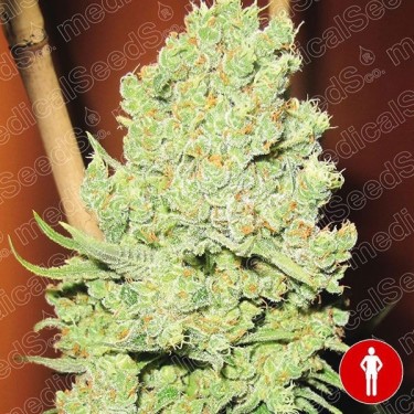 Channel + semente feminizada de Medical Seeds - GB The Green Brand