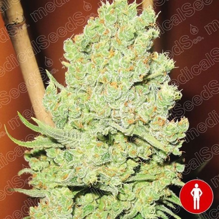 Channel + semente feminizada de Medical Seeds - GB The Green Brand