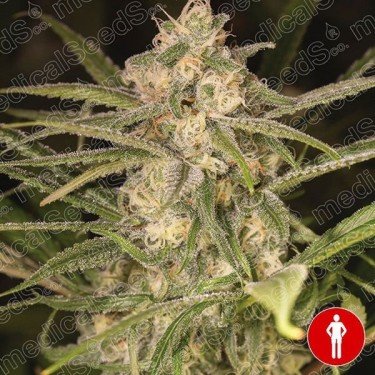 No Name Auto de Medical Seeds 100% feminizada - GB The Green Brand