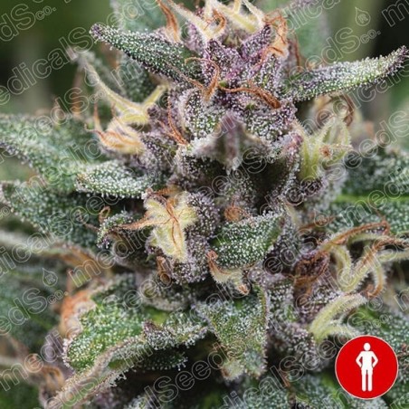 Blue Hell Auto de Medical Seeds feminizada - GB The Green Brand