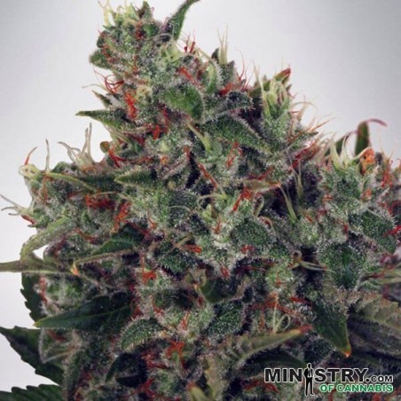 Ultra White Amnesia de Ministério de Cannabis - GB The Green Brand