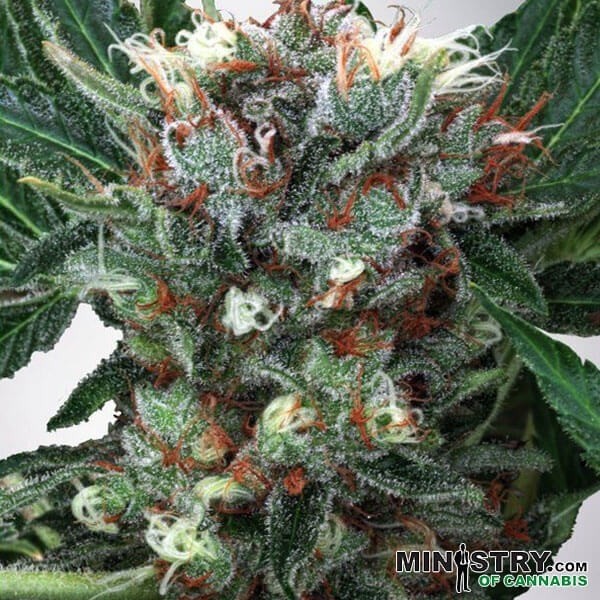 View Zensation de Ministry of Cannabis feminized - GB The Green Brand