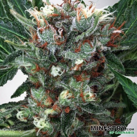 Zensation de Ministry of Cannabis feminized - GB The Green Brand
