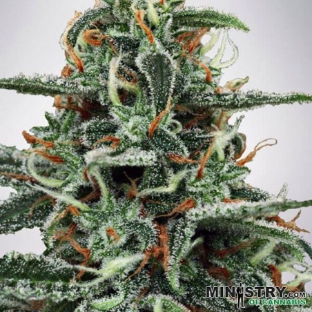 Viúva Branca do Ministério de Cannabis - GB The Green Brand