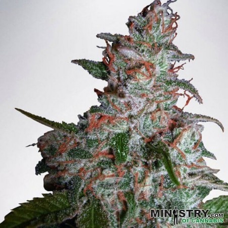 Northern Lights Moc planta de cannabis