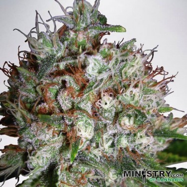 View Grande Bud XXL do Ministério de Cannabis - GB The Green Brand