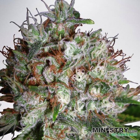 Grande Bud XXL do Ministério de Cannabis - GB The Green Brand