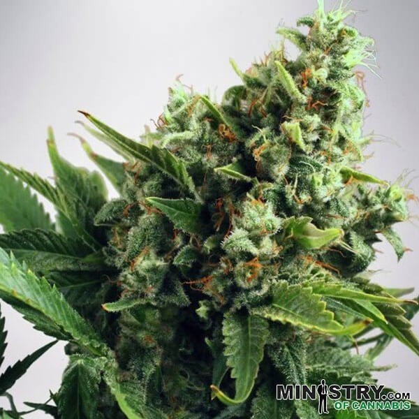 View Auto White Widow do Ministério de Cannabis - GB