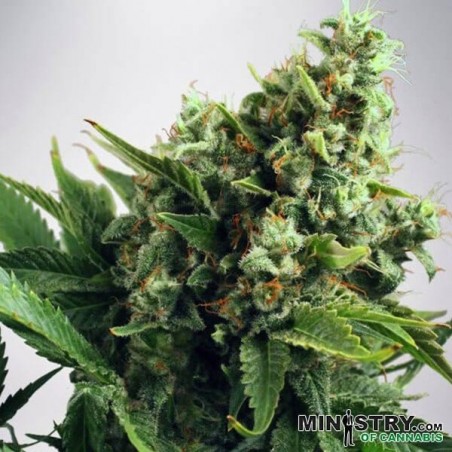 Auto White Widow do Ministério de Cannabis - GB