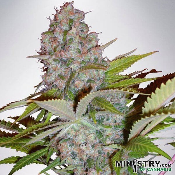 View Chesse NL Auto de Ministério de Cannabis - GB The Green Brand