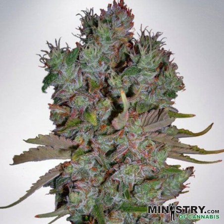 Blueberry Domina Auto Ministério de Cannabis - GB The Green Brand