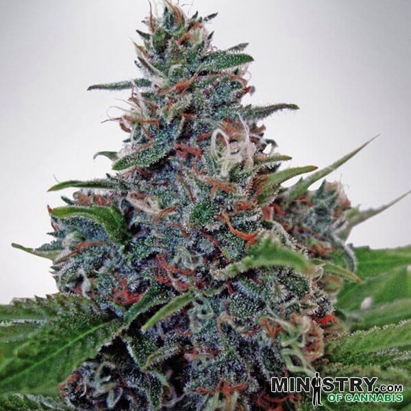 View Auto Blue Amnesia de Ministério de Cannabis -GB
