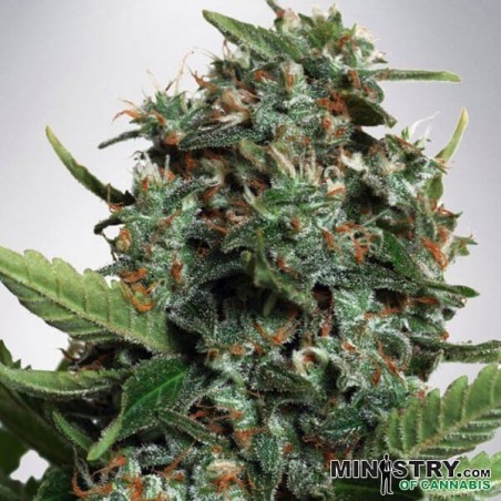 Autopilot XXL do Ministério de Cannabis - GB The Green Brand